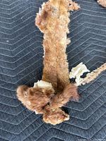 Close-up of one mink wrap showing head, fur texture and exposed lining