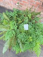 Top view showing dense foliage of maidenhair and sword ferns