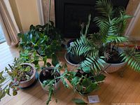 Group of several potted house plants on floor
