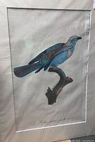 Framed matted print showing full bird illustration