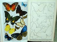 Colour plate of butterflies next to outline drawings