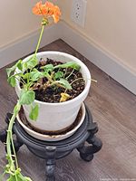 Planter with plant on stand, overall view