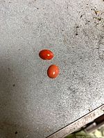 Front view of both coral cabochons showing color difference and polished domes