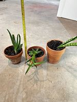 Front view of all three potted plants with tape measure for scale