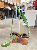 Both cacti with tape measure showing height
