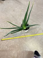 Top view of Aloe plant showing leaf spread and pot