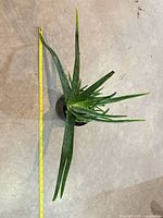 Top view showing full leaf spread and measuring tape indicating length ~25 in