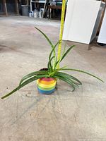 Side view showing full aloe plant in rainbow pot with measuring tape for height