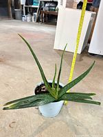 Full view of aloe plant in blue pot with tape measure for scale