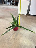 Full view of aloe plant in red pot next to tape measure showing height