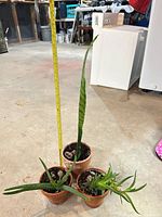 Three potted plants with tape measure indicating height
