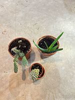 Overview of three potted succulents on floor