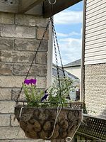 One hanging basket planter close view showing metal scrollwork, chain, coir liner and flowers
