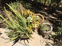 Photo showing large potted succulents with thick green and yellow leaves including Aloe and other varieties in a round clay pot with surrounding pots.