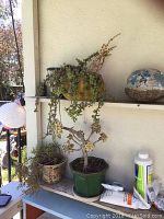 Photo showing multiple potted plants on a shelf with varied types of succulents and different ceramic and plastic pots. Includes trailing and upright plants.
