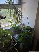 Overall view showing dracaena, pothos and pilea with their pots