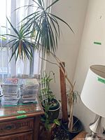 Tall dracaena, vine and small dracaena around lamp and chest