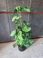 Full view of artificial mixed pothos and Monstera adansonii plant in black plastic pot