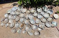 Full layout of all abalone shells on ground