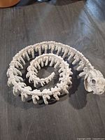 Coiled view of plastic snake skeleton showing vertebrae and skull