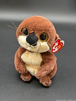 Front view of Ty Beanie Baby Mitch the Otter showing overall condition and swing tag