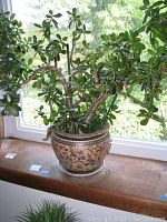 Jade plant in decorated oriental ceramic planter placed near a window with natural light, showing multiple green stems and leaves.