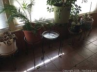 Wide view of several plants in ceramic and resin pots positioned on metal stands near a window with blinds, some plants have large leafy fronds and others are smaller with different leaf types.