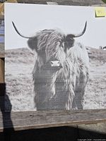 Front view of canvas showing Highland cow image