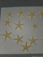 Group of dried starfish on white background
