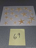 All 17 dried starfish laid out on paper