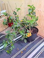 Full view of hibiscus plant in pot on floor mat