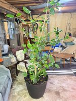 Full view of tall hibiscus plant in pot