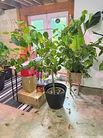 Full view of tall potted hibiscus