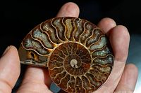 Full view of polished ammonite half held in hand