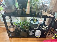 Shelf with multiple potted plants, jars with cuttings, watering accessories visible