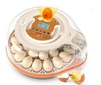 Top view of round incubator loaded with eggs showing control panel and clear lid