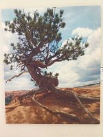 Frontal view of the print showing the twisted pine tree with exposed roots on rocky terrain under sky.