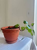 Pilea peperomioides plant leaning over rim of terracotta pot