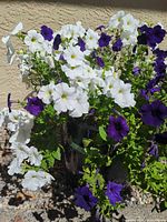 White and purple petunia flowers in black glazed pot