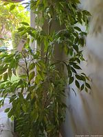 Upper portion of artificial ficus tree showing foliage and trunk