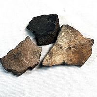 Three fossil shell fragments on white cloth