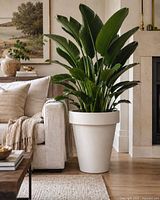 Planter indoors staged with plant for scale