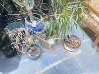 Group shot of all four potted plants on floor