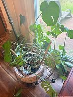 Top view showing Monstera foliage in ceramic planter on wooden stand