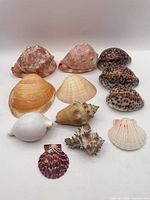 All 12 seashells arranged in rows showing variety of types, colours and sizes
