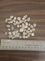 Loose crinoid ossicle fossil discs and cylinders next to ruler for scale