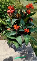 Full view of blooming orange Canna lily in resin pot