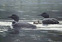 Close view of artwork showing loons and water detail