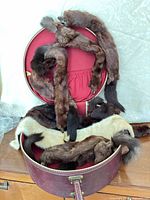 Open hat box containing multiple fur stoles in various colors