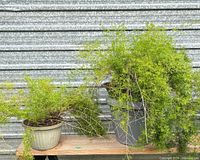 Both Asparagus fern plants on bench showing pots and foliage